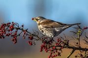 Stephen Nobbs - Autumn Berries